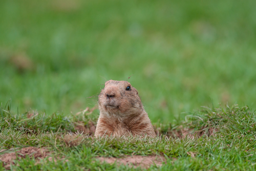 Problems With Wildlife In Your Backyard