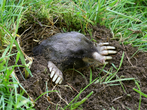 Are Groundhogs and Moles Tearing Up Your Yard?