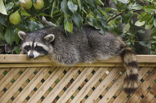 nuisance animals in backyard Columbus Ohio