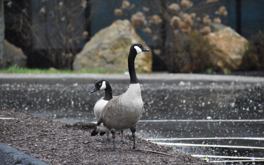 Using Humane Goose Control Methods for geese in parking lot in Columbus ohio