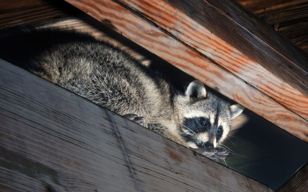 Professional Wildlife Removal of Raccoon safely removed from Home attic