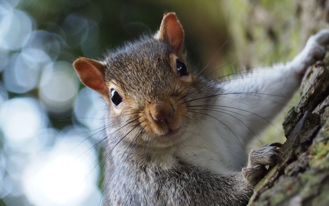 How Trained Dogs Can Help Combat Squirrel Issues for Homeowners and Businesses