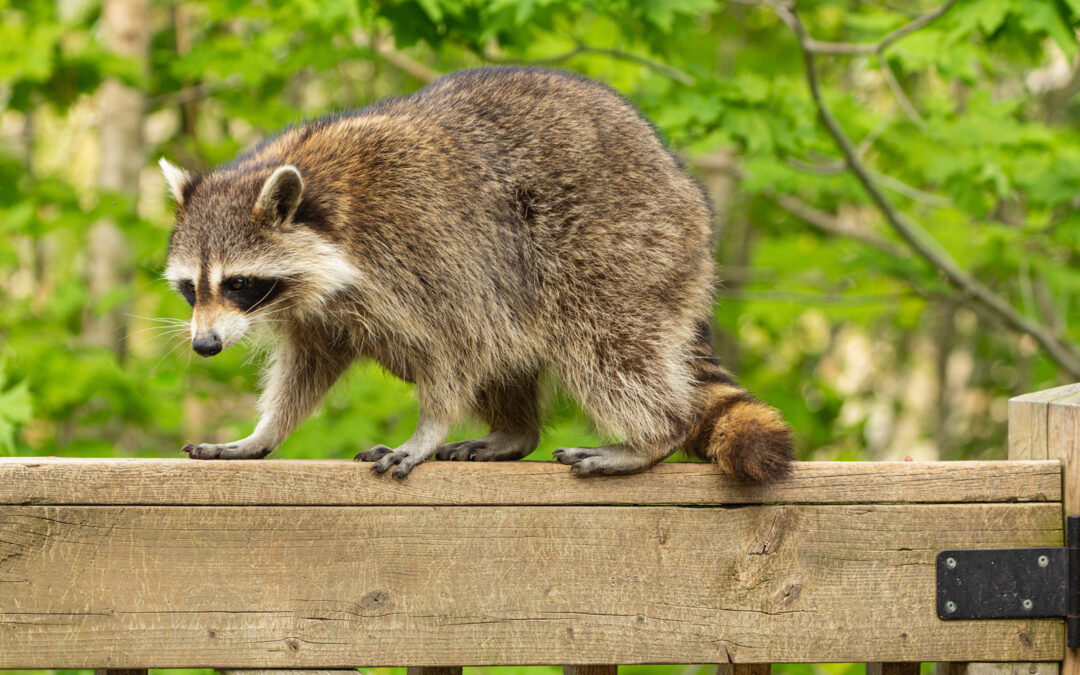 Raccoon Problems? Here’s How Dog Gone Wildlife Can Help You Remove Them Safely