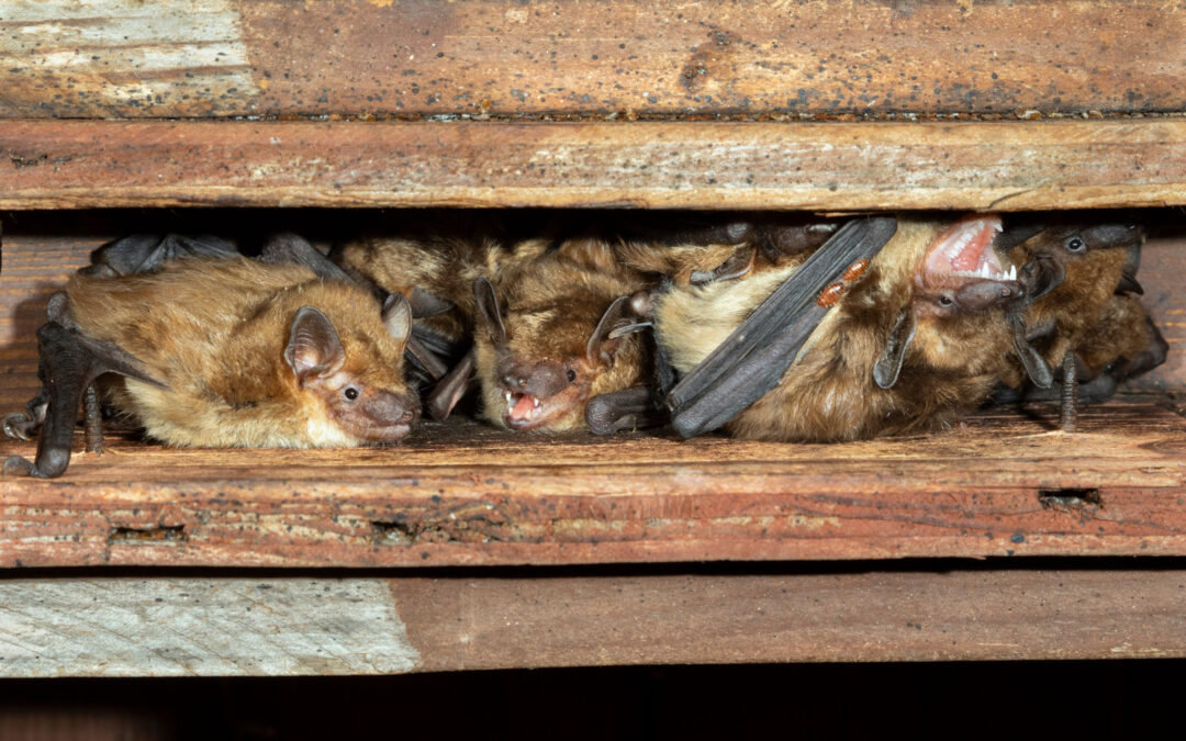 How Can I Tell if There Are Bats in My Attic, and What Should I Do?