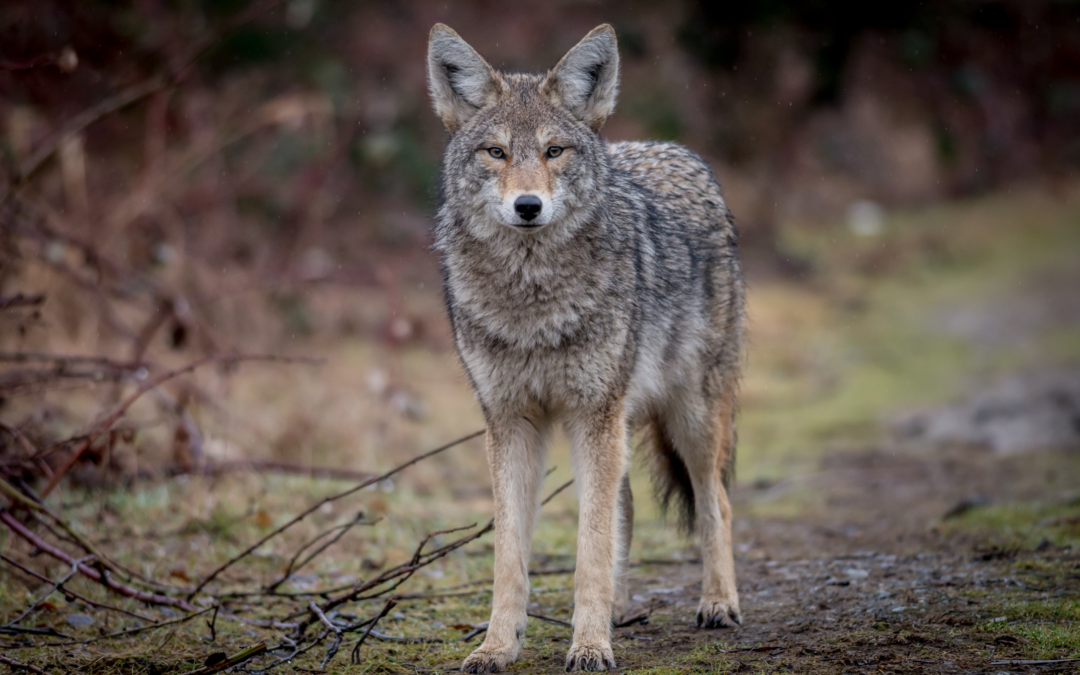 How to Prevent Coyotes from Becoming a Nuisance on Your Property