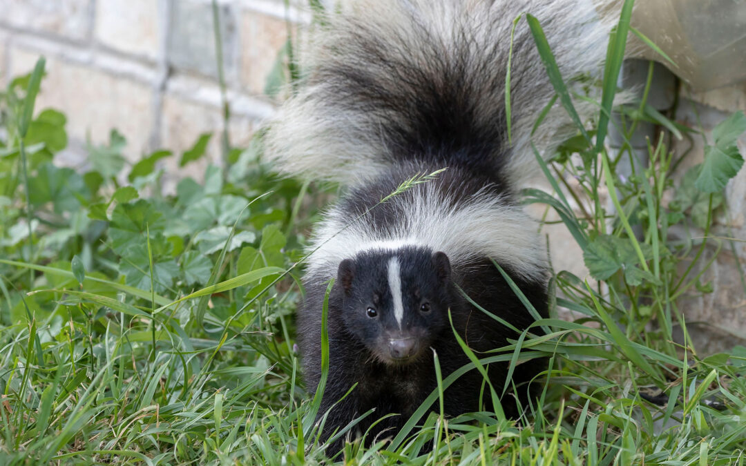 How to Identify a Skunk Problem on Your Property: Signs and Solutions