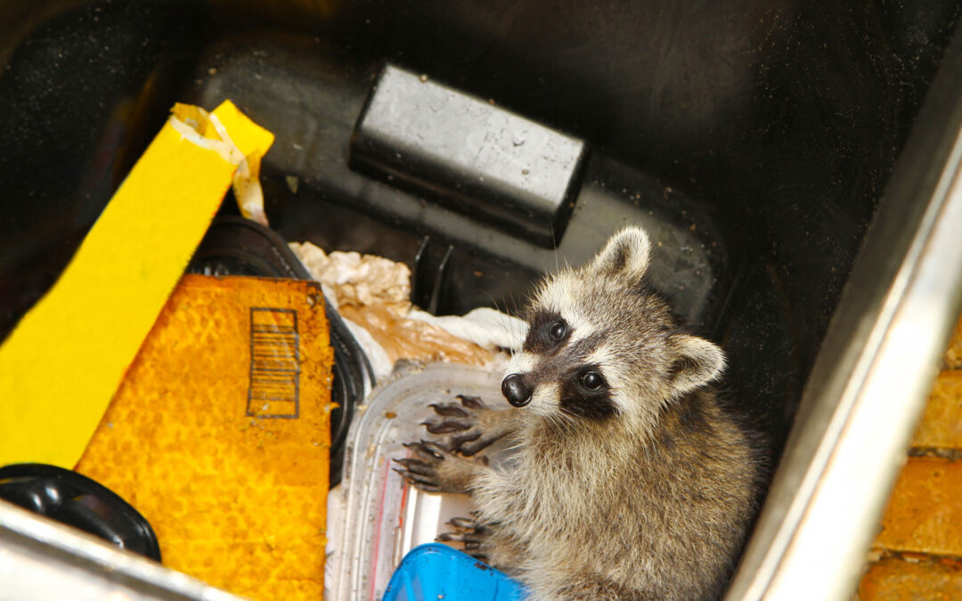 How to Keep Raccoons Out of Your Trash: Tips for Securing Your Property